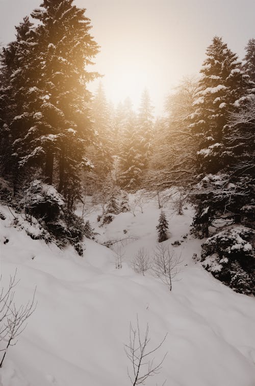 Free Photo of Pine Trees on Snowy Field Stock Photo