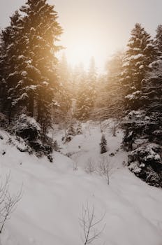 冬日静谧，白雪覆树，柔和的阳光透过森林