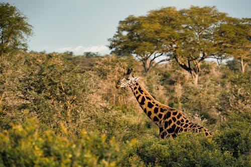 Lonesome Giraffe