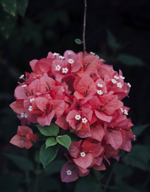 A pink flower with white flowers on it