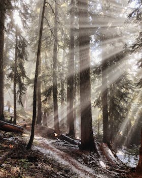 阳光穿过薄雾，照亮松林，空灵的森林景色营造出一种宁静的氛围