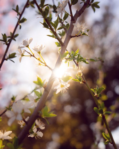 Close Upfoto Van Witte Bloemen