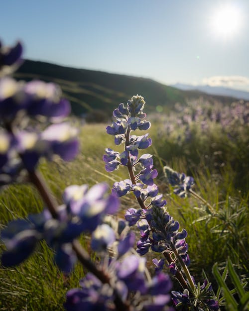 Purple Petaled Flowers