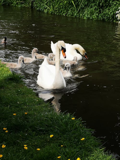 Cisnes Blancos En El Río