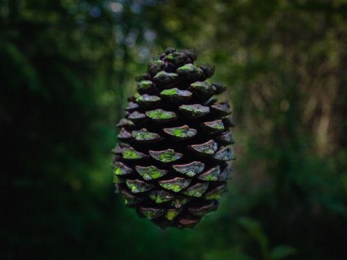 Free stock photo of fir cone, green, green background Stock Photo
