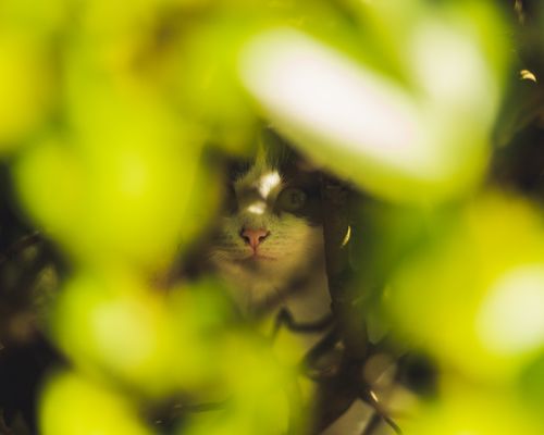Free A curious cat peeks through vibrant green leaves, capturing a playful nature moment. Stock Photo