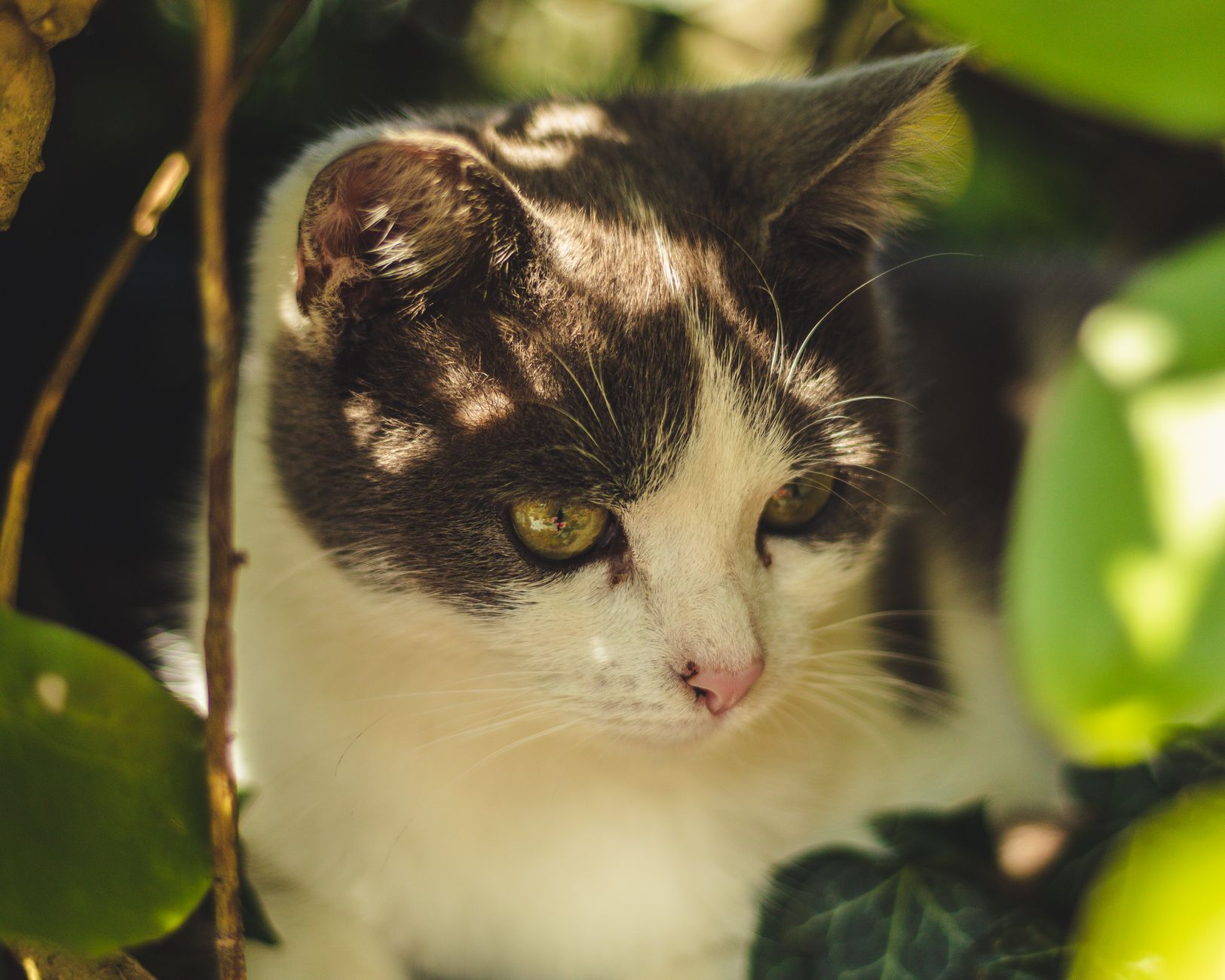 Portrait of a cat at a veterinary clinic