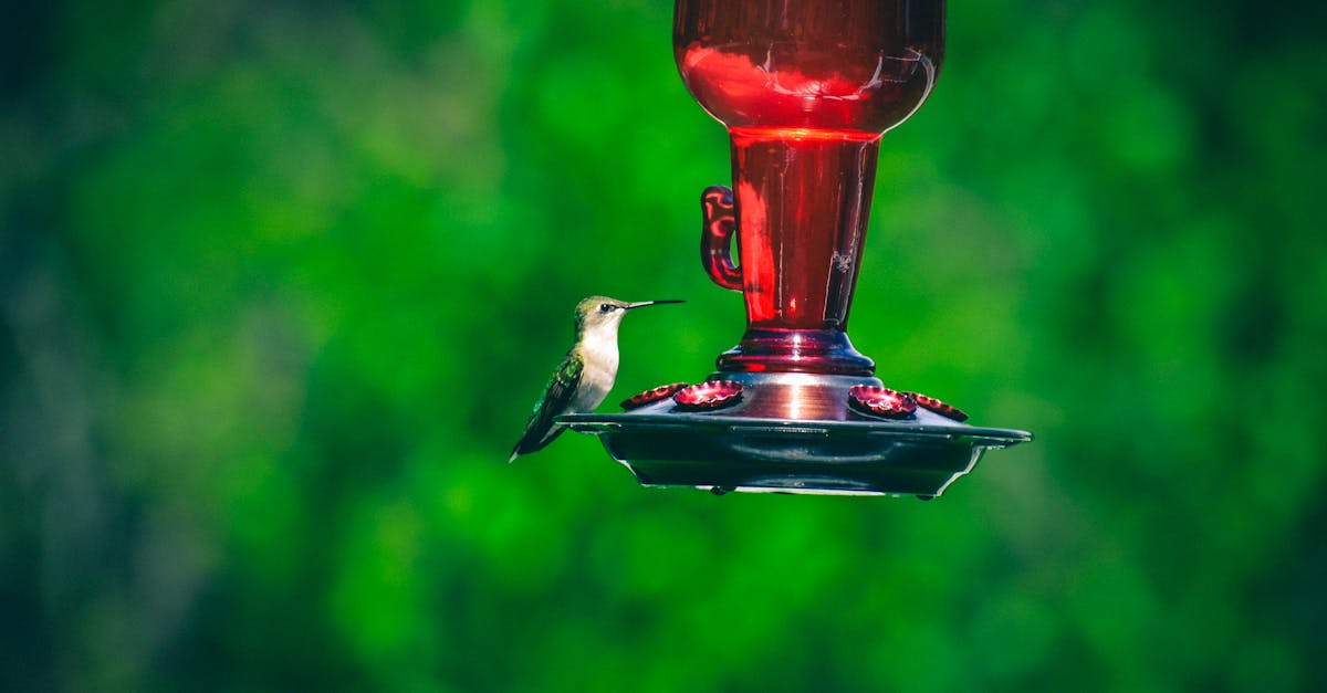 How many times does a hummingbird flap their wings in a second