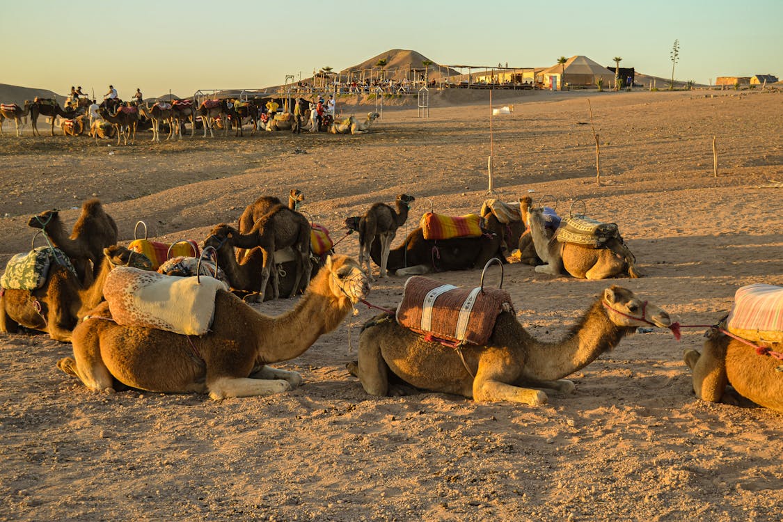 Marrakech camel riding 1 Marrakech camel riding
