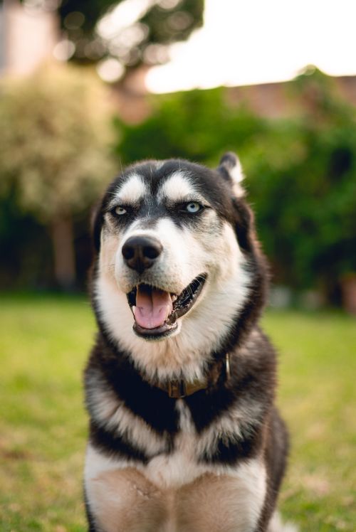 Free A cheerful Siberian Husky enjoying a sunny day in a lush green garden. Stock Photo