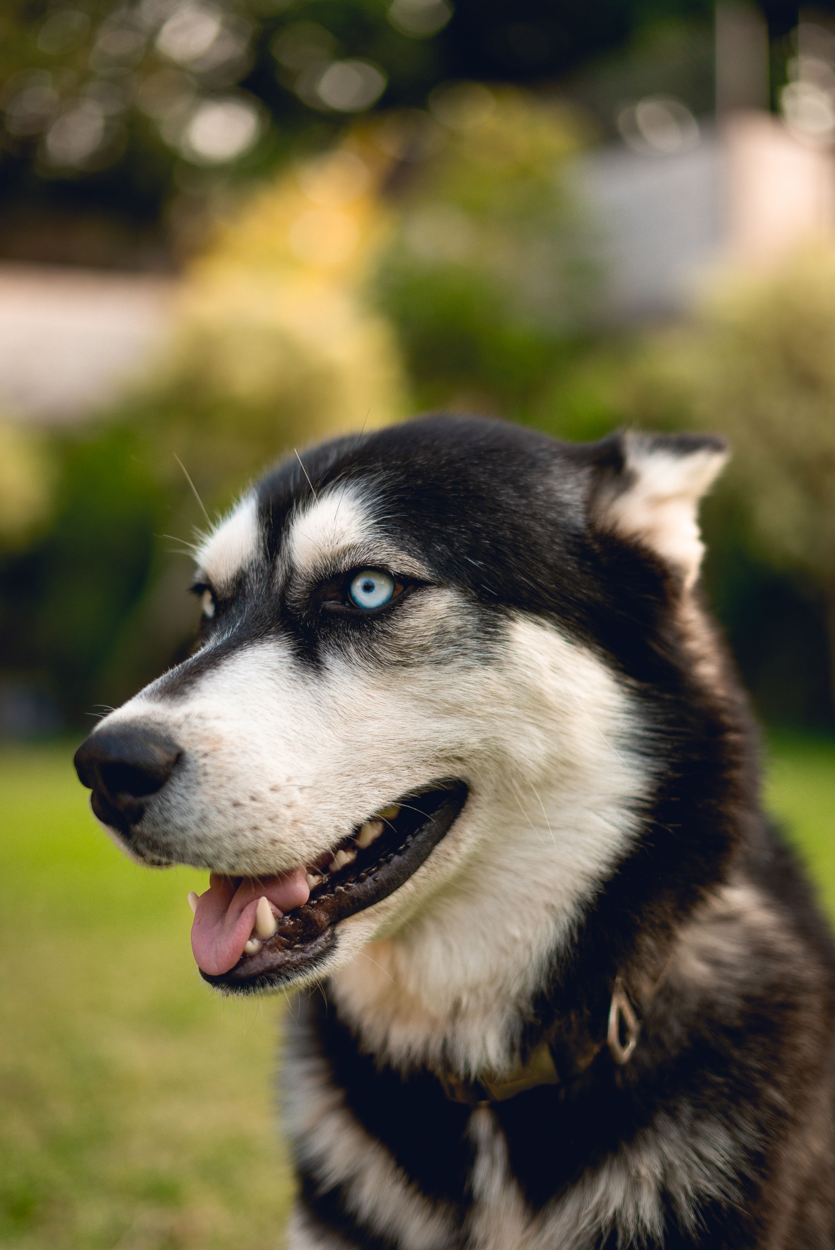 Primer Plano De Un Husky Sentado En Un Jardín · Foto de stock gratuita