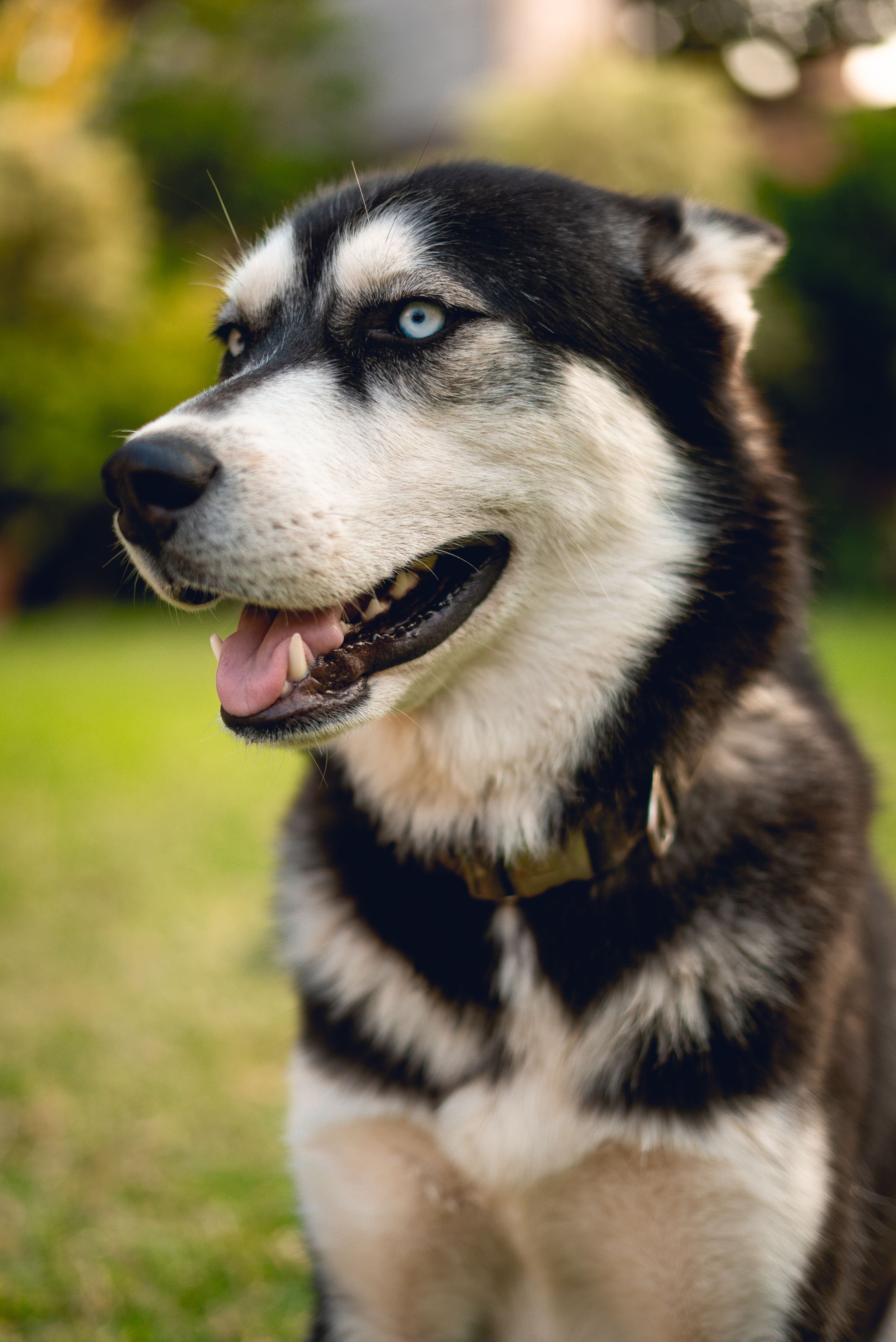 Primer Plano Extremo De Un Husky Siberiano · Foto de stock gratuita