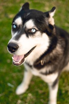 Close-up of a happy Siberian Husky with blue eyes sitting on grass outdoors.