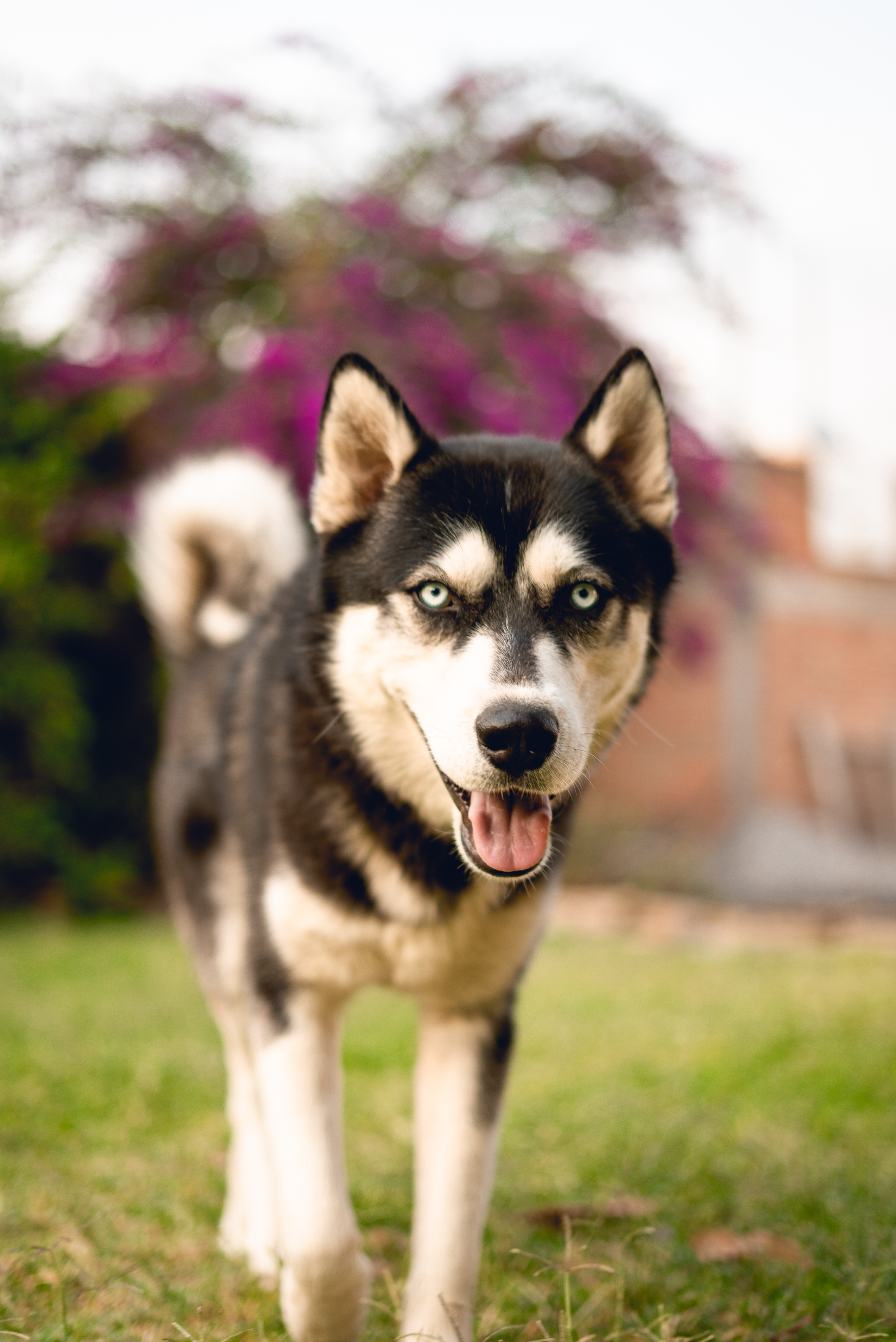 A curious Siberian Husky with piercing blue eyes walks in a vibrant garden.