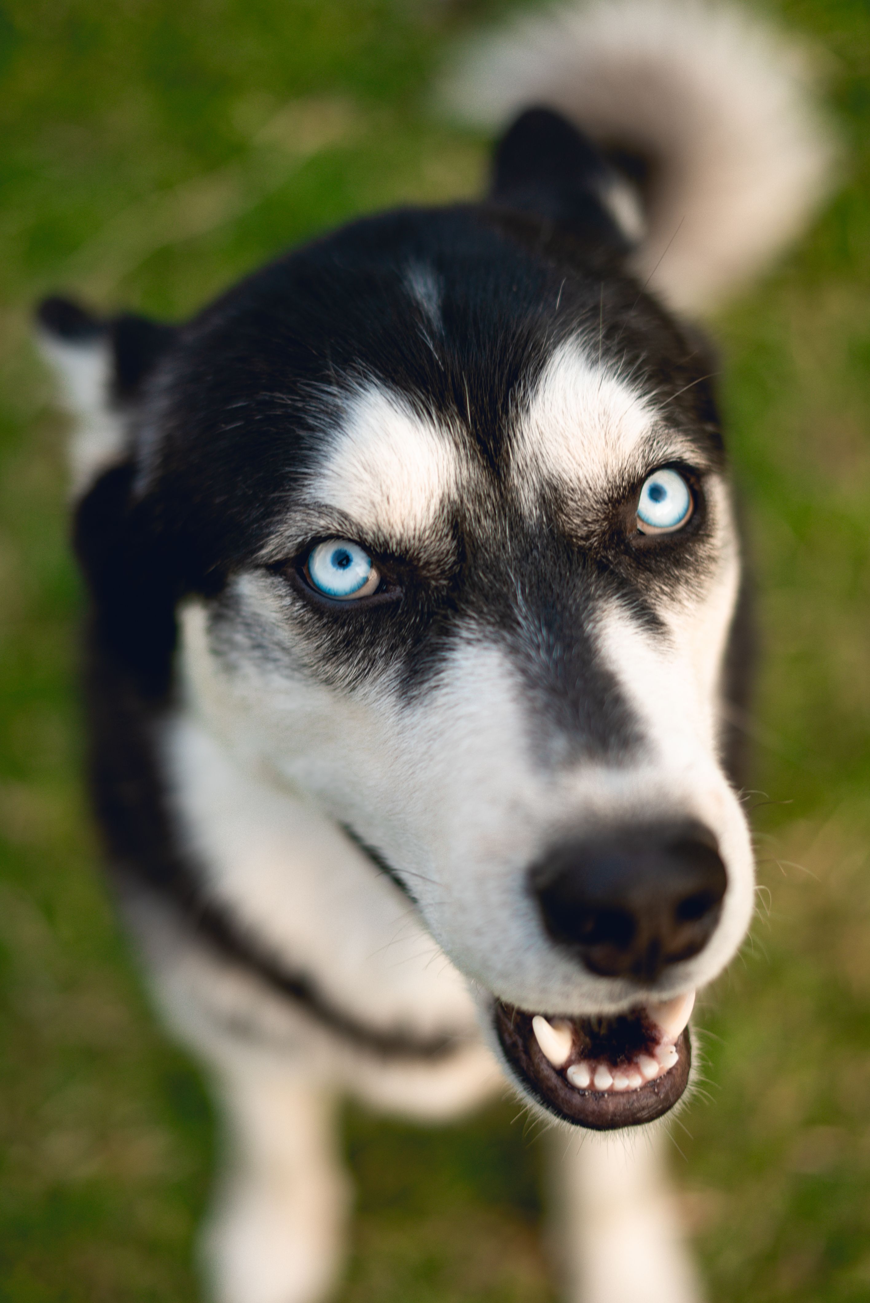 Primer Plano De Un Husky Sentado En Un Jardín · Foto de stock gratuita
