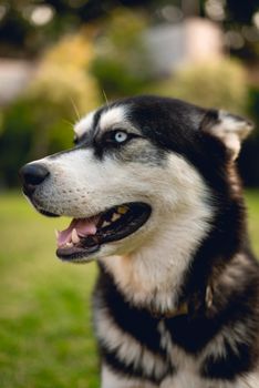 Close-up portrait of a standing Siberian Husky with captivating blue eyes outdoors.