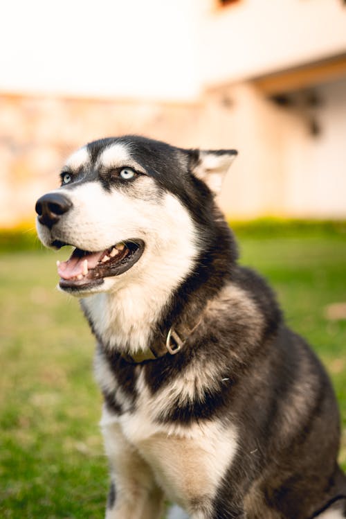 Základová fotografie zdarma na téma černý pes, domácí zvířata, husky