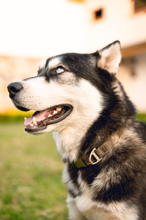 Základová fotografie zdarma na téma černý pes, domácí zvířata, husky