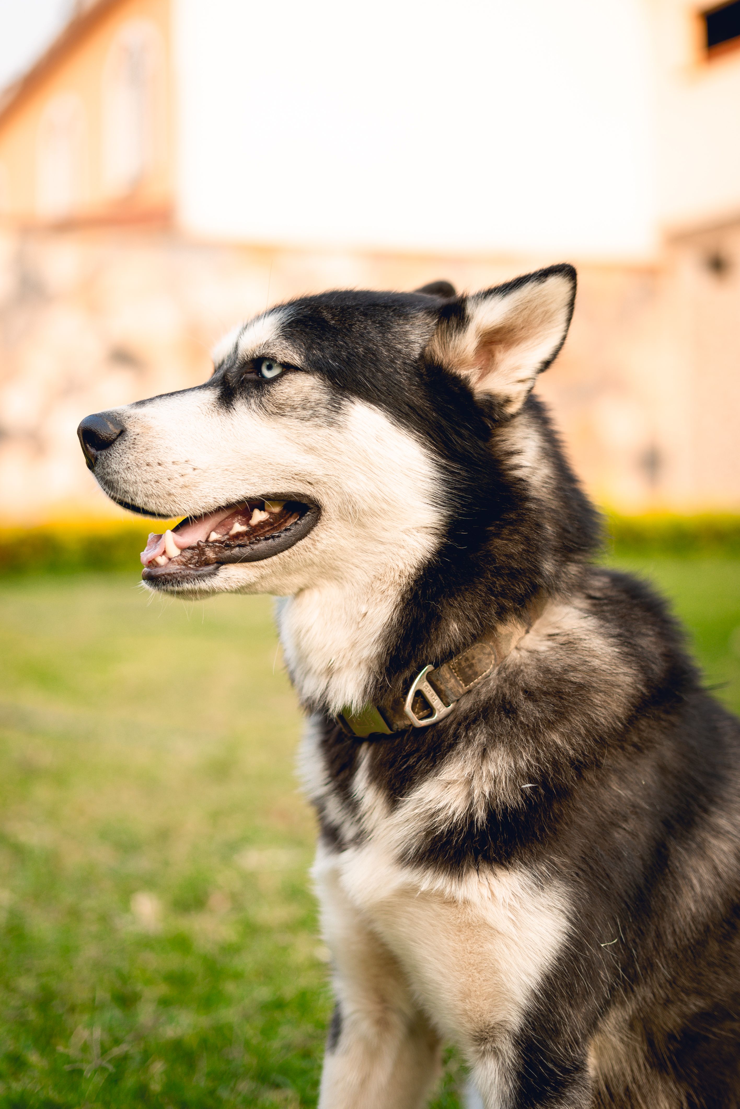 A Dog Sitting Outdoors · Free Stock Photo