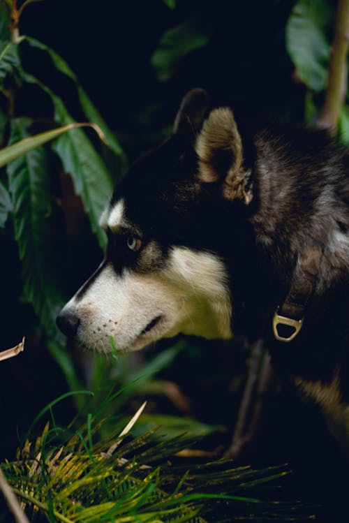 Foto stok gratis anjing, anjing hitam, anjing husky