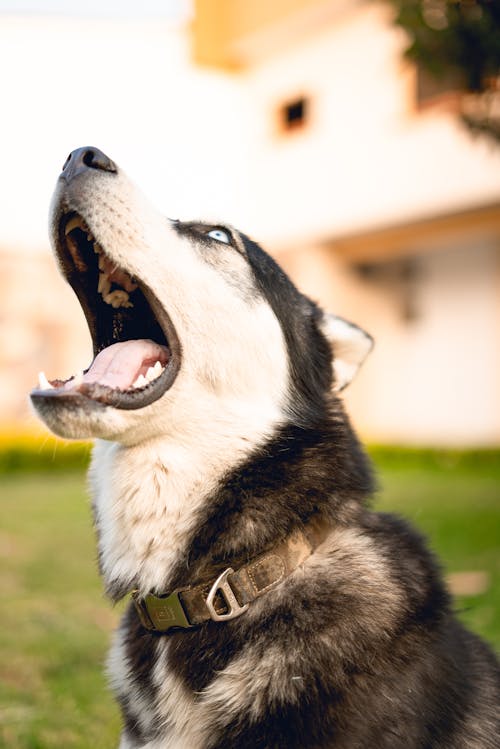 Základová fotografie zdarma na téma černý pes, domácí zvířata, husky