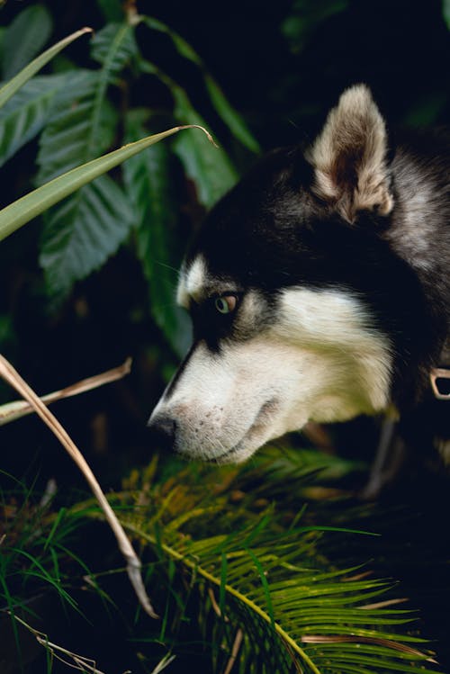 Základová fotografie zdarma na téma černý pes, domácí zvířata, husky