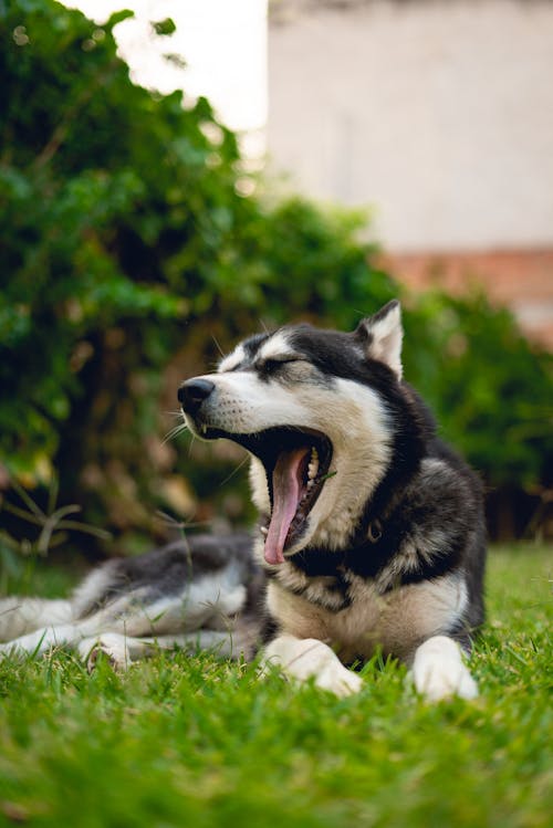 Foto stok gratis anjing hitam, anjing husky, anjing yang menggemaskan