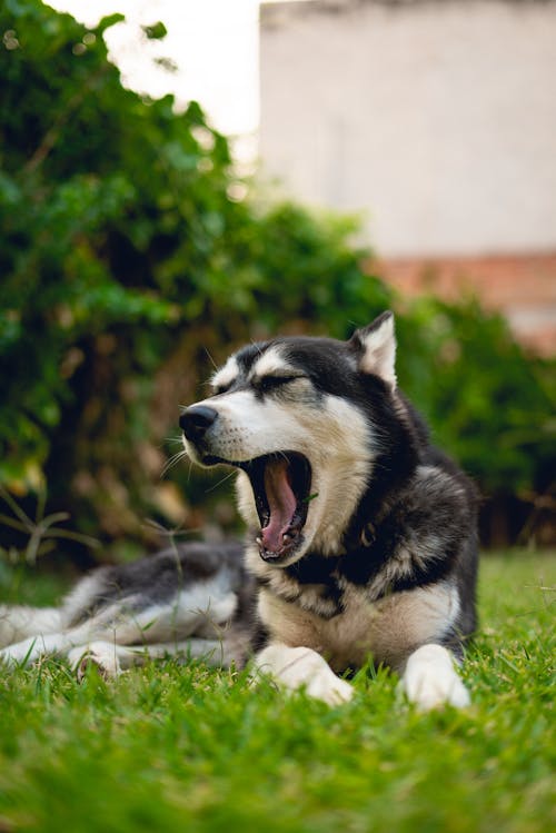 Foto stok gratis anjing hitam, anjing husky, anjing yang menggemaskan