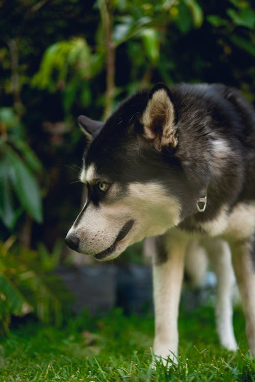 Foto stok gratis anjing hitam, anjing husky, anjing yang menggemaskan