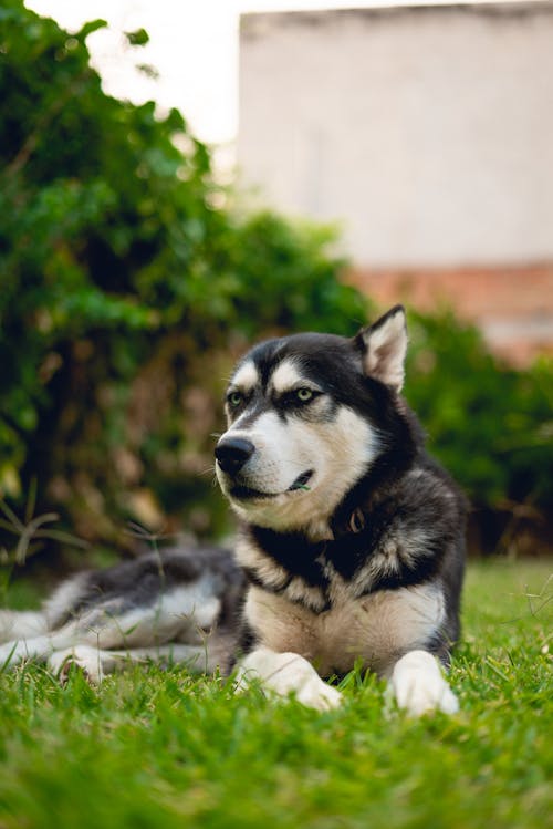 Základová fotografie zdarma na téma černý pes, domácí zvířata, husky