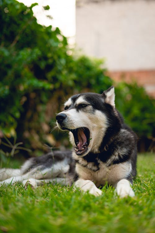 Základová fotografie zdarma na téma černý pes, domácí zvířata, husky