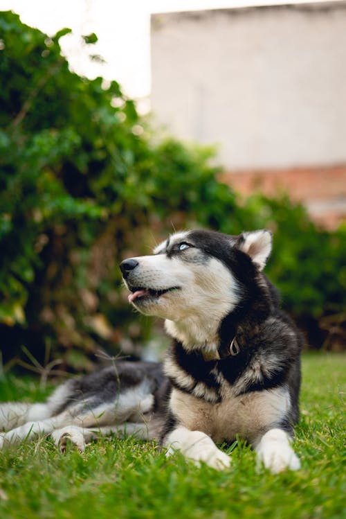 Foto stok gratis anjing hitam, anjing husky, anjing yang menggemaskan