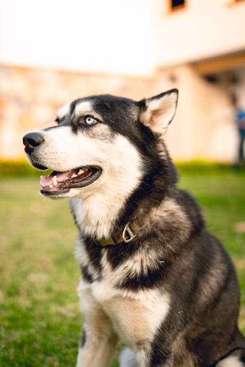 Foto stok gratis anjing hitam, anjing husky, anjing yang menggemaskan