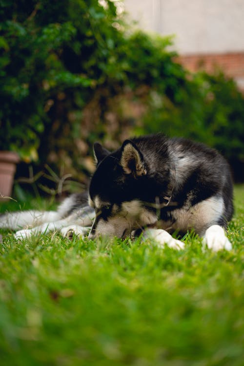 Základová fotografie zdarma na téma černý pes, domácí zvířata, husky