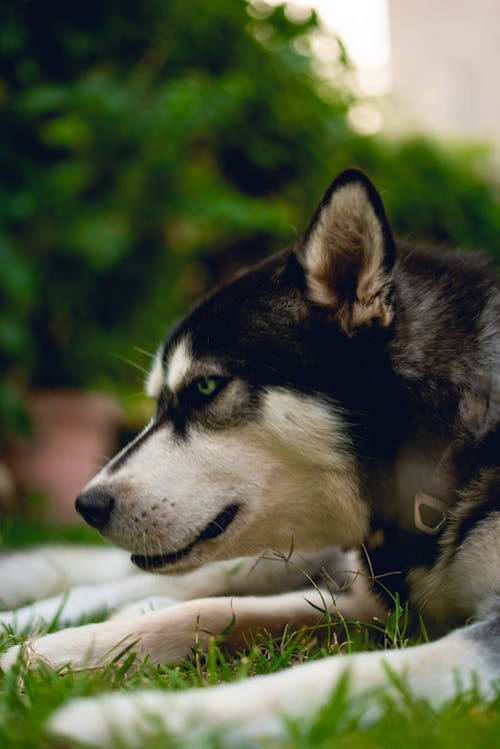 Foto stok gratis anak anjing, anjing, anjing hitam