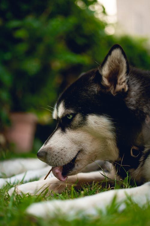 Foto stok gratis anjing hitam, anjing husky, anjing yang menggemaskan