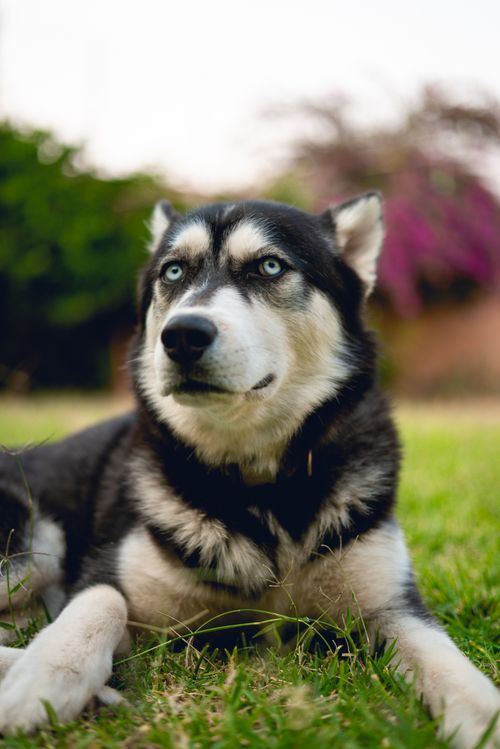 Free A Siberian husky lies on grass with a calm expression, in an outdoor park setting. Stock Photo