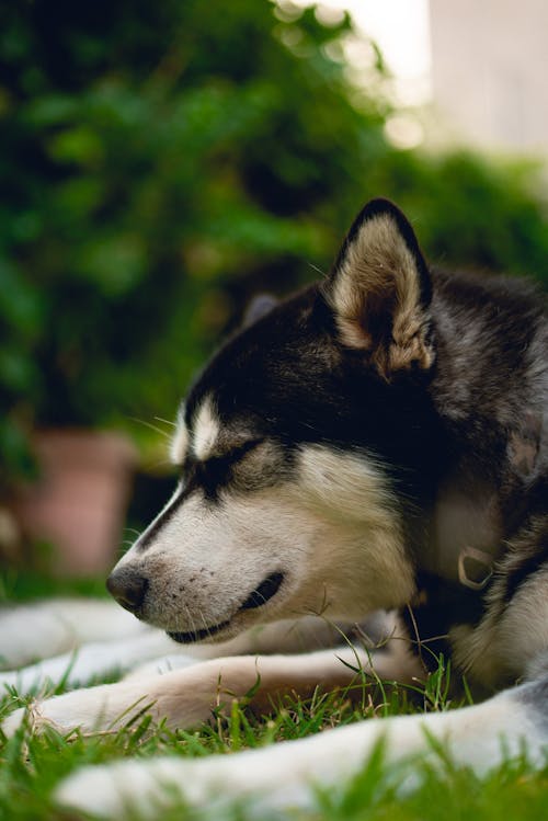 Foto stok gratis anjing hitam, anjing husky, anjing yang menggemaskan