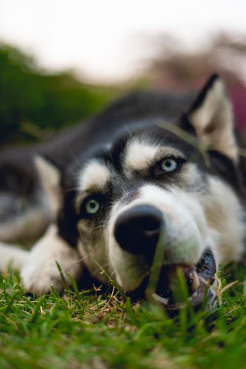 Foto stok gratis anjing hitam, anjing husky, anjing yang menggemaskan