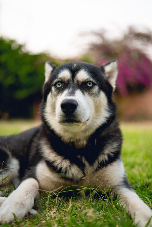 Free Close-up of a Siberian Husky dog lying on grass in a sunny garden setting. Stock Photo