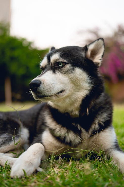 Základová fotografie zdarma na téma černý pes, domácí zvířata, husky