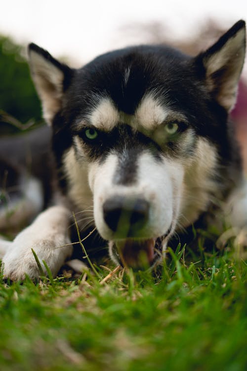 Foto stok gratis anjing hitam, anjing husky, anjing yang menggemaskan