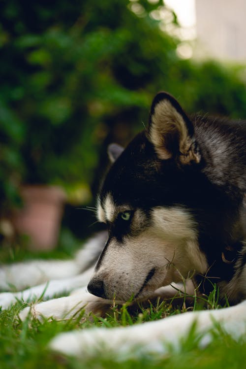 Základová fotografie zdarma na téma černý pes, domácí zvířata, husky