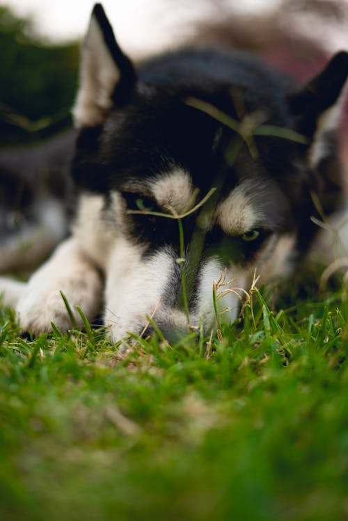 Základová fotografie zdarma na téma černý pes, domácí zvířata, husky