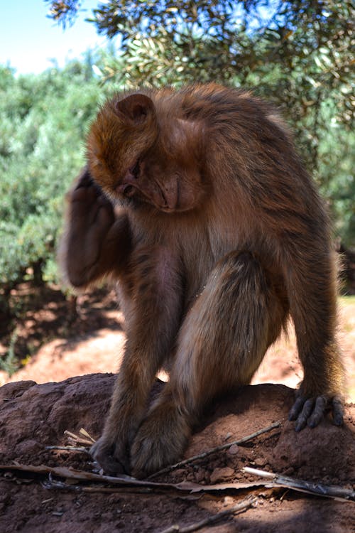 Kostenloses Stock Foto zu affe, baby, baum