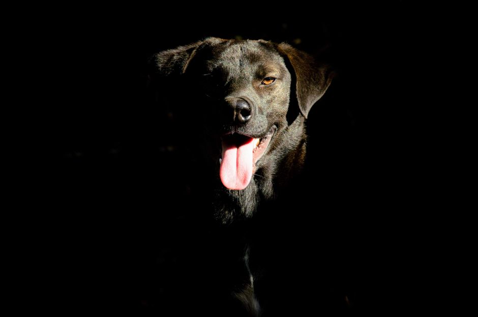 Close-up portrait of a Labrador Retriever dog with tongue out, captured in dramatic lighting, highlighting its adorable expression.