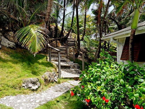 Free stock photo of caribbean, coconut tree, cottage Stock Photo