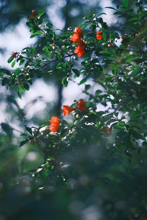 가지, 과일, 관목의 무료 스톡 사진