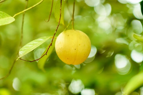 Foto stok gratis berbayang, buah, cabang