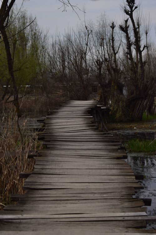 Free A rustic wooden boardwalk stretches over peaceful wetlands with bare trees and reeds. Stock Photo